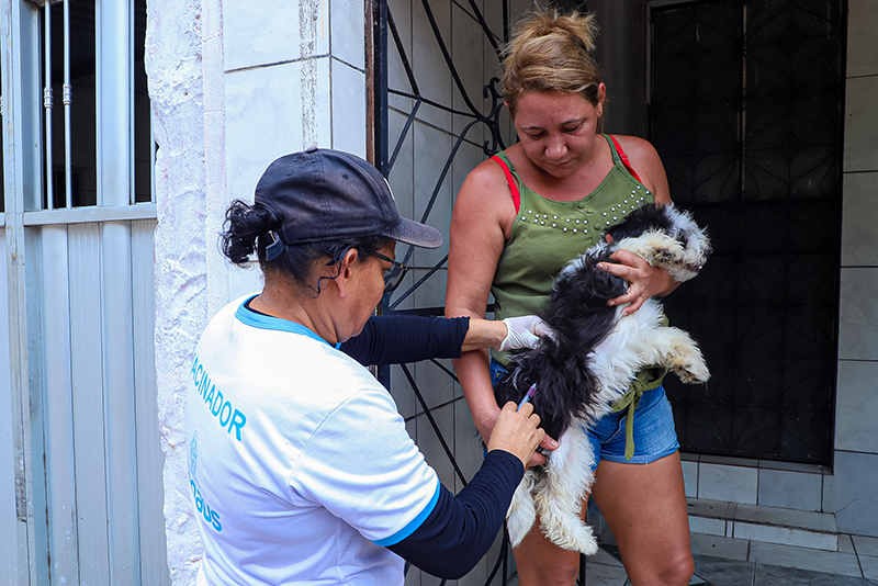 Campanha Anual de Vacinação Antirrábica Animal já imunizou mais de 156 mil animais em Manaus