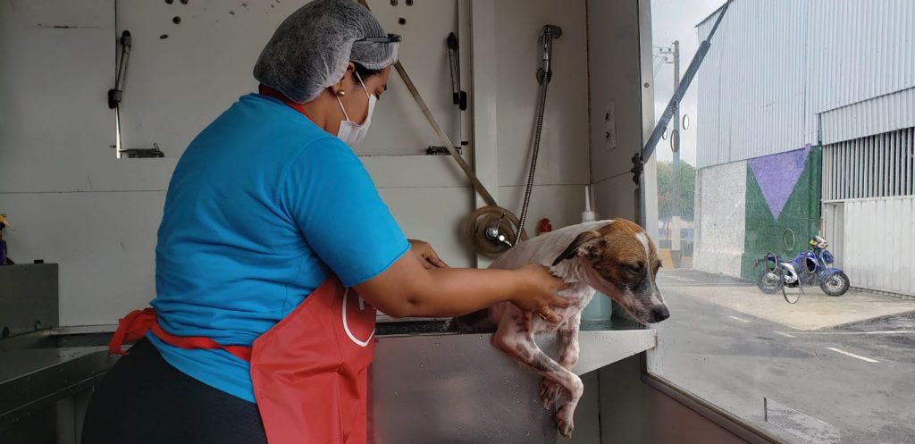 Animais do Espaço PET da Semulsp recebem atendimento de banho e tosa