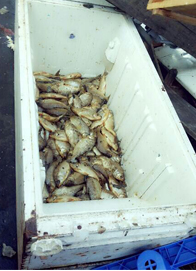 Ação retira feira irregular montada no entorno do Mercado Adolpho Lisboa