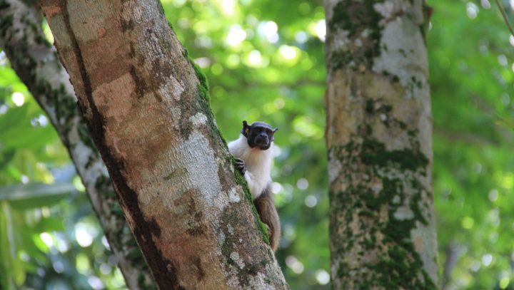 Concurso-Prêmio do Sauim-de-Manaus divulga as propostas habilitadas na fase de análise documental