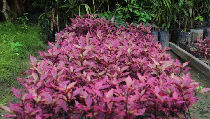 Minicursos de arborização e paisagismo vão ter duas edições mensais