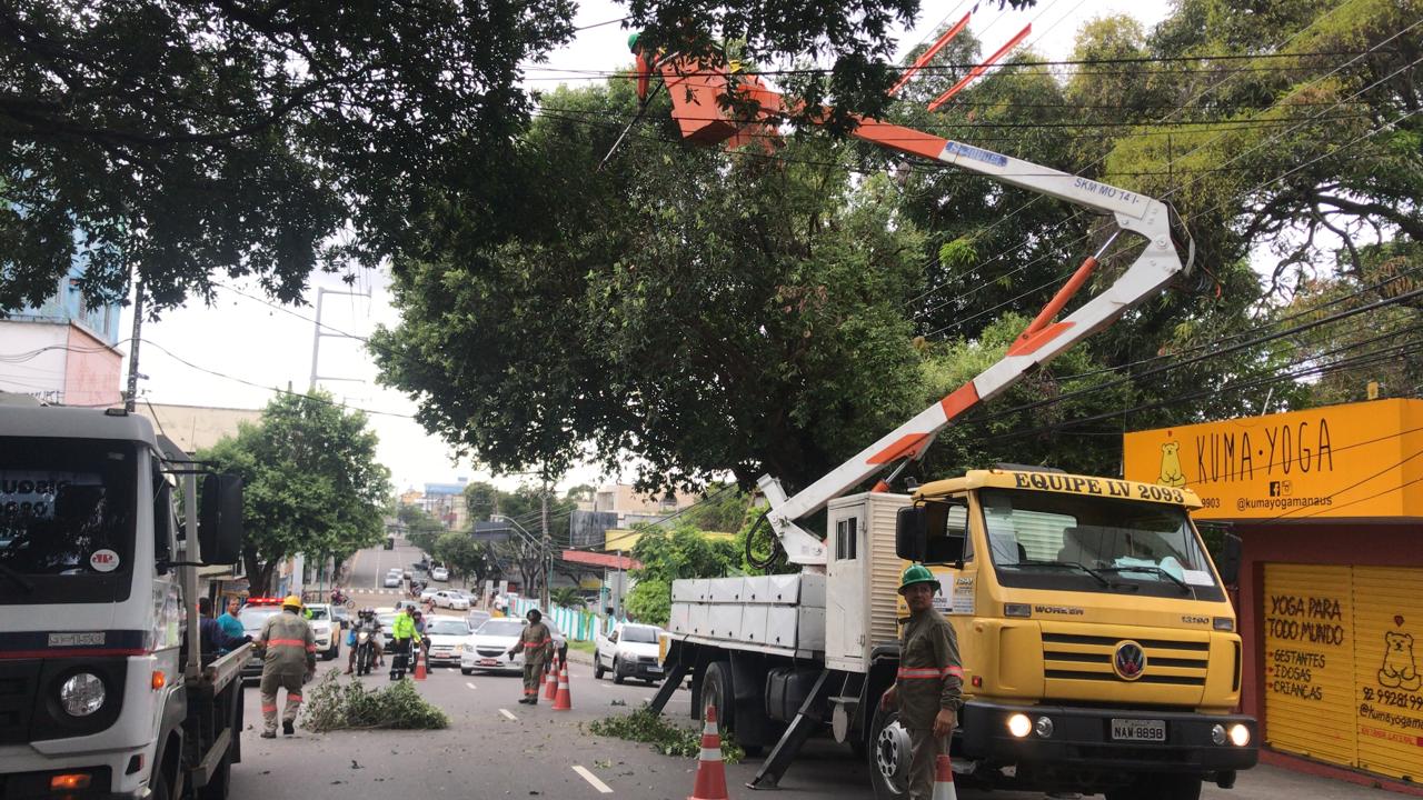 Árvores do centro de Manaus recebem ação de manejo