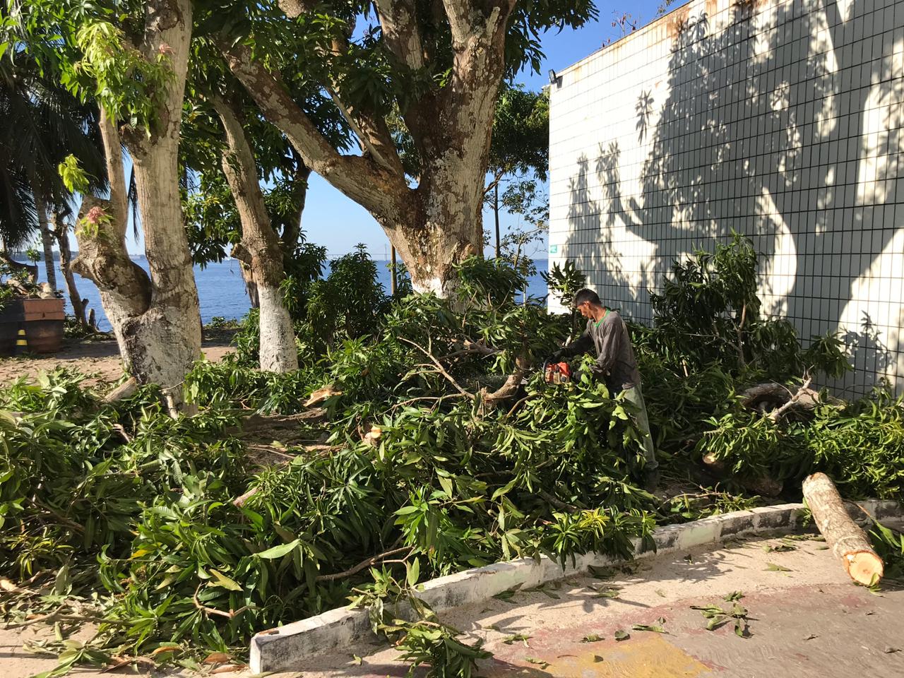 Flat na Ponta Negra é multado por corte irregular de árvores