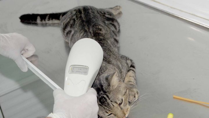 Agendamento de castração de cães e gatos reinicia pela internet nesta sexta-feira, 26/7
