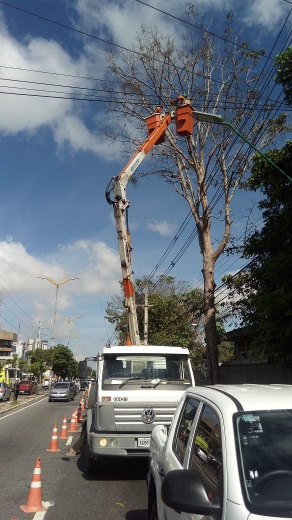 Árvore oferecendo risco de queda é retirada de avenida na zona Centro-Sul