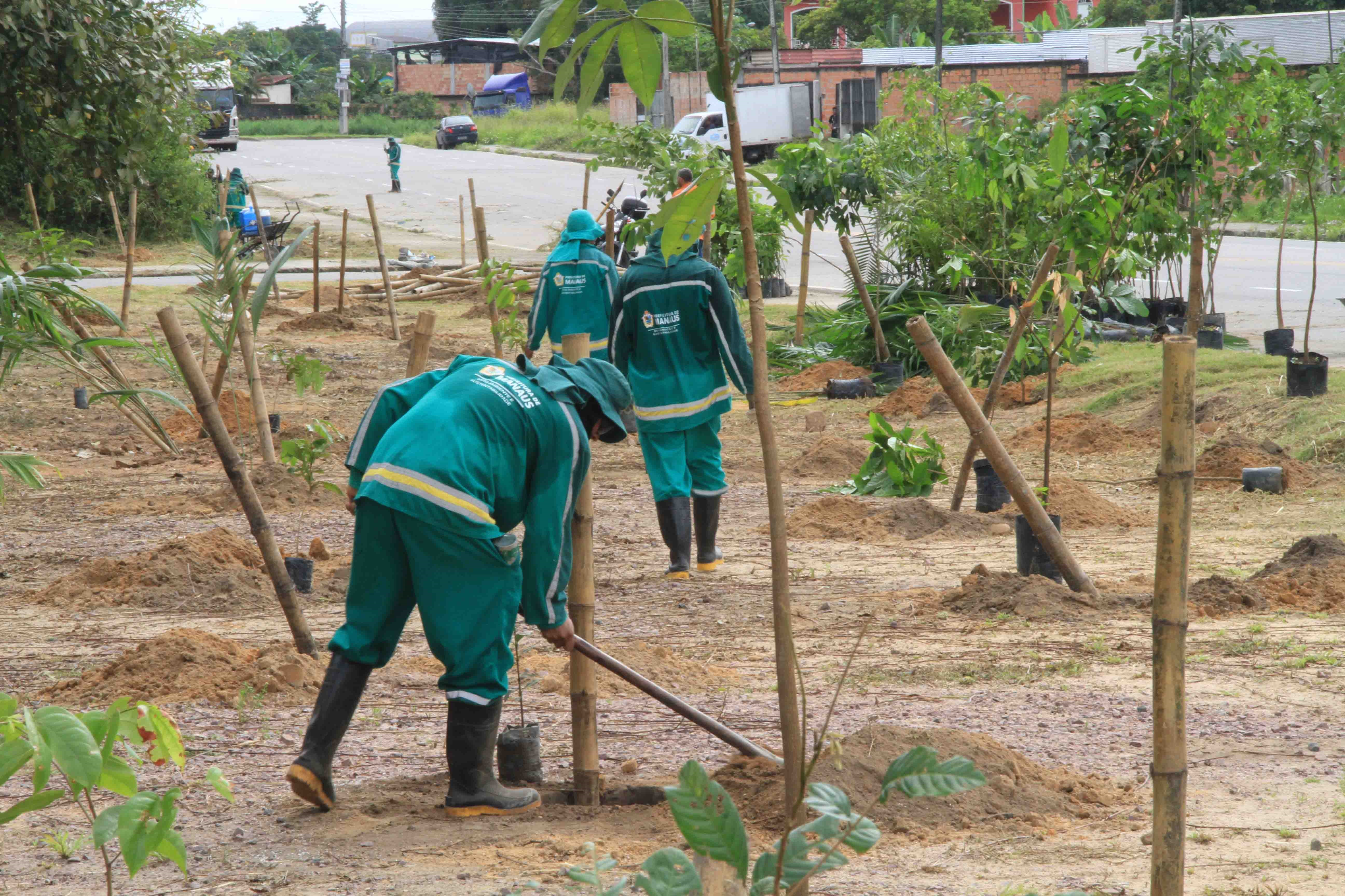 Crescimento de mais de 30 mil novas árvores combate o déficit de arborização