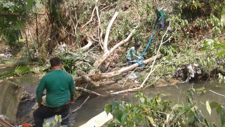 Instituição de ensino é multada por corte e poda irregulares de árvores