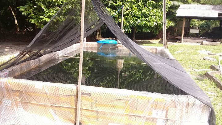 Projetos sustentáveis recebem apoio da Prefeitura de Manaus na comunidade Nova Esperança