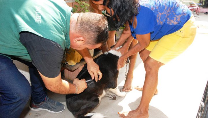 Cinco postos fixos oferecem vacina para cães e gatos