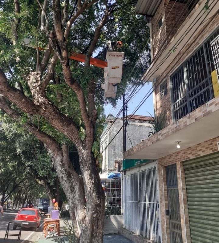 Árvores do centro de Manaus recebem ação de manejo