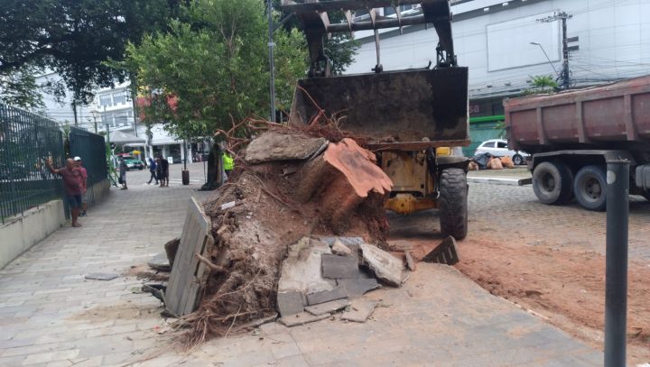 Prefeitura realiza corte e poda de árvores com risco de tombamento na avenida Eduardo Ribeiro