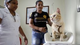 Manaus - 24/01/2017
Agendamernto de castração de animais no CCZ compensa
Foto.Altemar Alcantara/Semcom